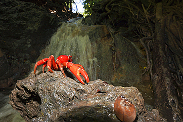 Christmas Island Red Crab at Hughes Dale Waterfall, Gecarcoidea natalis, Christmas Island, Australia