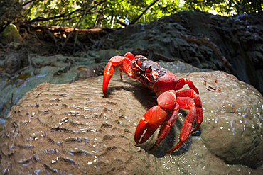 Christmas Island Red Crab at Hughes Dale Waterfall, Gecarcoidea natalis, Christmas Island, Australia