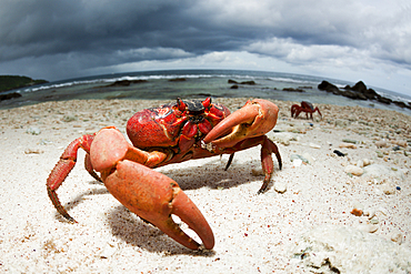 Christmas Island Red Crab at Ethel Beach, Gecarcoidea natalis, Christmas Island, Australia