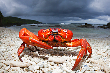 Christmas Island Red Crab at Ethel Beach, Gecarcoidea natalis, Christmas Island, Australia