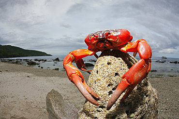 Christmas Island Red Crab at Ethel Beach, Gecarcoidea natalis, Christmas Island, Australia