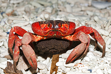 Christmas Island Red Crab with Eggs, Gecarcoidea natalis, Christmas Island, Australia