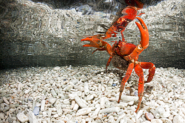 Christmas Island Red Crab release eggs into ocean, Gecarcoidea natalis, Christmas Island, Australia