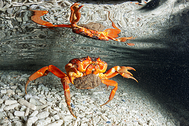 Christmas Island Red Crab release eggs into ocean, Gecarcoidea natalis, Christmas Island, Australia