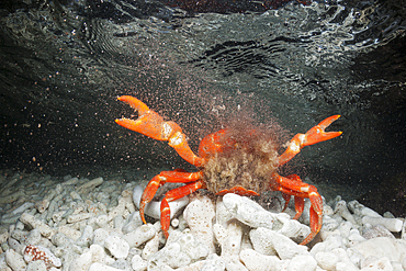 Christmas Island Red Crab release eggs into ocean, Gecarcoidea natalis, Christmas Island, Australia