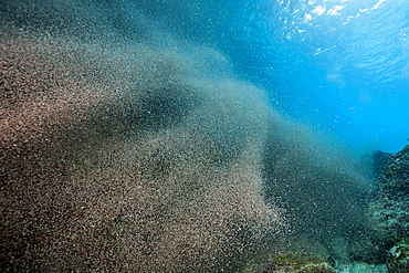 Clouds of Crab Larvae swirl near Shore, Gecarcoidea natalis, Christmas Island, Australia