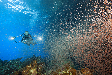 Clouds of Crab Larvae swirl near Shore, Gecarcoidea natalis, Christmas Island, Australia