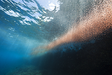 Clouds of Crab Larvae swirl near Shore, Gecarcoidea natalis, Christmas Island, Australia