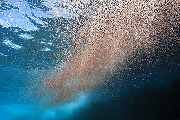 Clouds of Crab Larvae swirl near Shore, Gecarcoidea natalis, Christmas Island, Australia