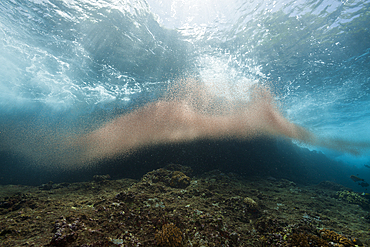 Clouds of Crab Larvae swirl near Shore, Gecarcoidea natalis, Christmas Island, Australia