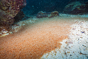 Crab Larvae in Indian Ocean, Underwater Cave, Gecarcoidea natalis, Christmas Island, Australia