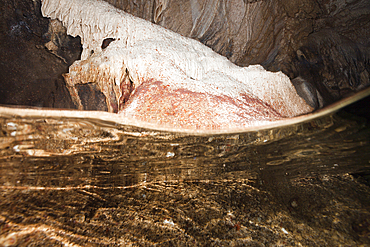 Crab Larvae in Indian Ocean, Underwater Cave, Gecarcoidea natalis, Christmas Island, Australia