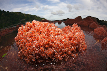 Juvenile Crabs returning from Sea, Gecarcoidea natalis, Christmas Island, Australia