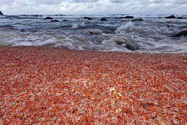 Juvenile Crabs returning from Sea, Gecarcoidea natalis, Christmas Island, Australia