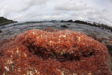 Juvenile Crabs returning from Sea, Gecarcoidea natalis, Christmas Island, Australia