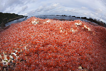 Juvenile Crabs returning from Sea, Gecarcoidea natalis, Christmas Island, Australia