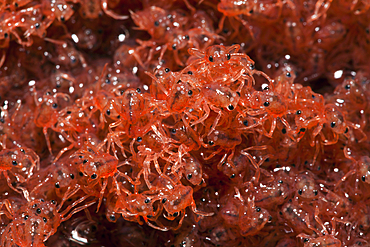 Juvenile Crabs returning from Sea, Gecarcoidea natalis, Christmas Island, Australia