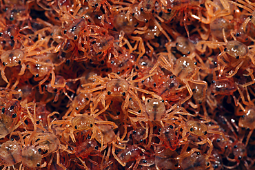 Juvenile Crabs returning from Sea, Gecarcoidea natalis, Christmas Island, Australia