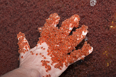 Juvenile Crabs returning from Sea, Gecarcoidea natalis, Christmas Island, Australia