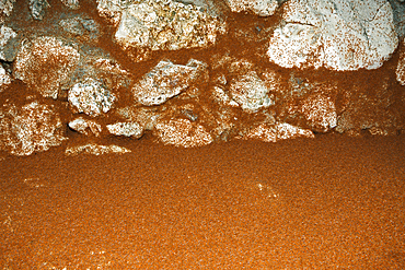 Juvenile Crabs returning on Land, Gecarcoidea natalis, Christmas Island, Australia