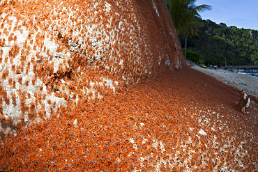 Juvenile Crabs returning on Land, Gecarcoidea natalis, Christmas Island, Australia