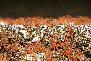 Juvenile Crabs returning on Land, Gecarcoidea natalis, Christmas Island, Australia