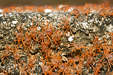 Juvenile Crabs returning on Land, Gecarcoidea natalis, Christmas Island, Australia