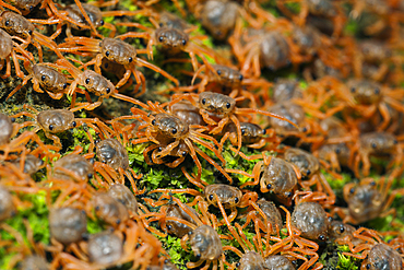 Juvenile Crabs returning on Land, Gecarcoidea natalis, Christmas Island, Australia