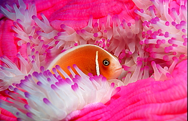 Pink anemonefish, Amphiprion perideraion, Australia, Pacific Ocean, Coral Sea