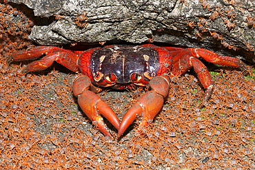 Juvenile Crabs returning on Land, Gecarcoidea natalis, Christmas Island, Australia