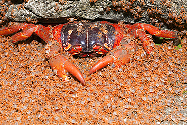 Juvenile Crabs returning on Land, Gecarcoidea natalis, Christmas Island, Australia