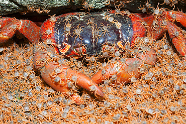 Juvenile Crabs returning on Land, Gecarcoidea natalis, Christmas Island, Australia