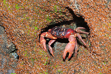 Juvenile Crabs returning on Land, Gecarcoidea natalis, Christmas Island, Australia