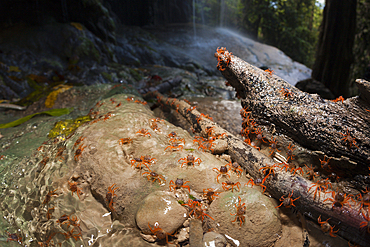 Juvenile Crabs reaching Hughes Dale Waterfall, Gecarcoidea natalis, Christmas Island, Australia