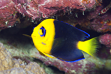 Endemic Cocos Angelfish, Centropyge joculator, Christmas Island, Australia