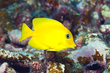 Yelloweye Bristletooth, Ctenochaetus truncatus, Christmas Island, Australia