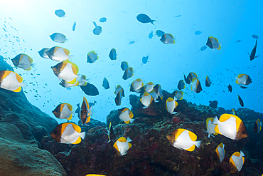 Shoal of Pyramid Butterflyfish, Hemitaurichthys polyepis, Christmas Island, Australia