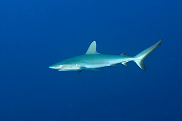 Grey Reef Shark, Carcharhinus amblyrhynchos, Christmas Island, Australia