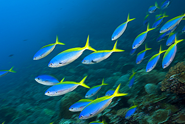 Shoal of Yellowback Fusilier, Caesio teres, Christmas Island, Australia