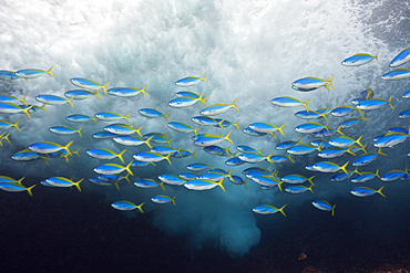 Shoal of Yellowback Fusilier, Caesio teres, Christmas Island, Australia