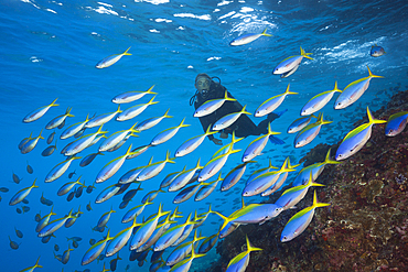 Shoal of Yellowback Fusilier, Caesio teres, Christmas Island, Australia