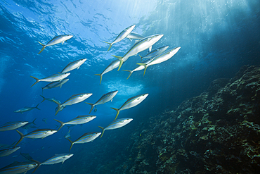 Shoal of Rainbow Runner, Elagatis bipinnulata, Christmas Island, Australia