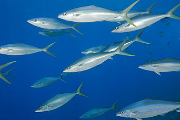 Shoal of Rainbow Runner, Elagatis bipinnulata, Christmas Island, Australia