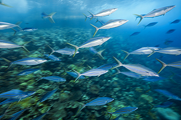 Shoal of Rainbow Runner, Elagatis bipinnulata, Christmas Island, Australia