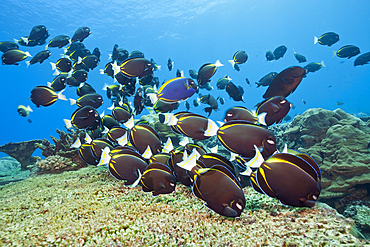 Shoal of Velvet Surgeonfish, Acanthurus nigricans, Christmas Island, Australia