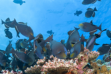 Shoal of Black Triggerfish, Melichthys niger, Christmas Island, Australia