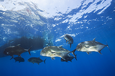 Giant Trevally under boat, Caranx ignobilis, Christmas Island, Australia