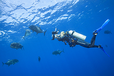 Giant Trevally and Scuba diver, Caranx ignobilis, Christmas Island, Australia