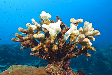 Bleached Staghorn Coral, Acropora, Christmas Island, Australia