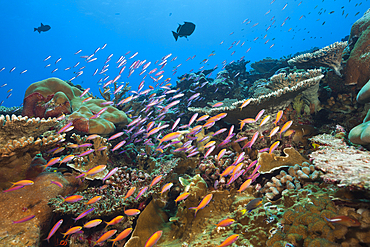 Whitleys Slender Basslet and Redfin Anthias, Luzonichthys whitleyi, Pseudanthias dispar, Christmas Island, Australia